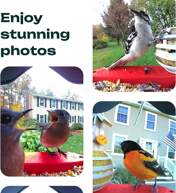 Smart Hummingbird Feeder Camera & Bird Bath