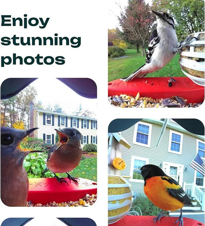 🔥Hot Sale 49% OFF🔥Smart Hummingbird Feeder Camera & Bird Bath